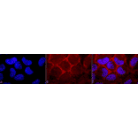 Immunocytochemistry/Immunofluorescence - Anti-RAS Antibody (A305081) - Antibodies.com