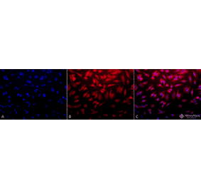 Immunocytochemistry/Immunofluorescence - Anti-GSK3 beta Antibody (A305082) - Antibodies.com