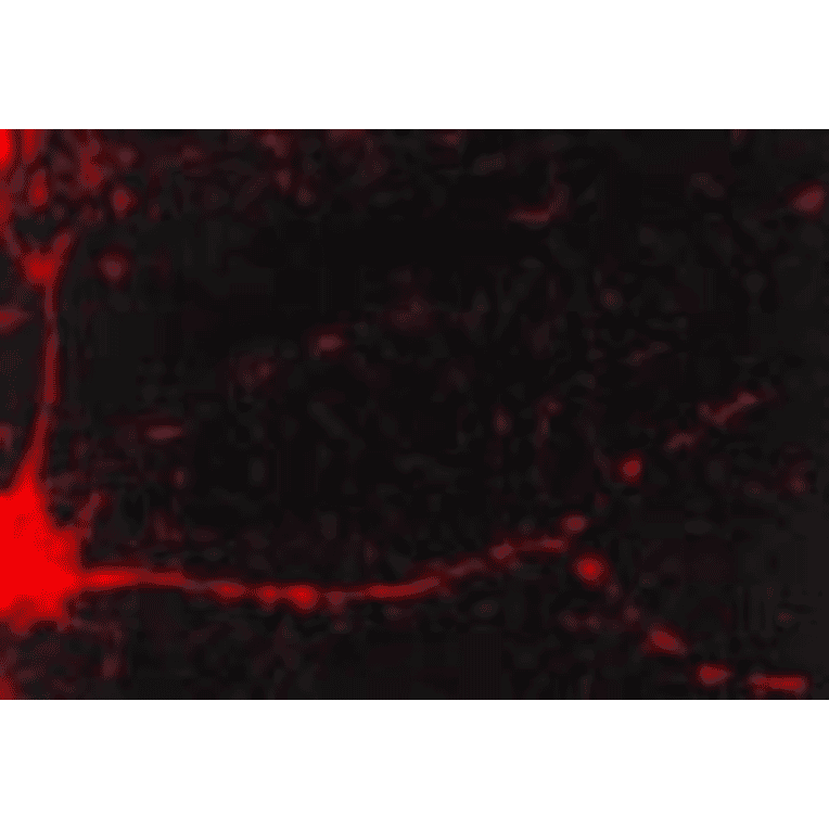 Immunocytochemistry/Immunofluorescence - Anti-CaMKII alpha Antibody [6G9] (A305083) - Antibodies.com