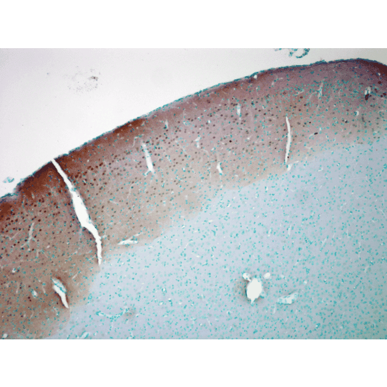 Immunohistochemistry - Anti-CaMKII alpha Antibody [6G9] (A305083) - Antibodies.com