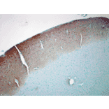 Immunohistochemistry - Anti-CaMKII alpha Antibody [6G9] (A305083) - Antibodies.com