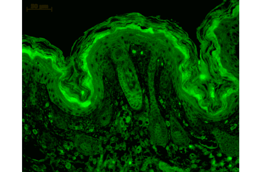 Immunohistochemistry - Anti-CaMKII alpha Antibody [6G9] (A305083) - Antibodies.com