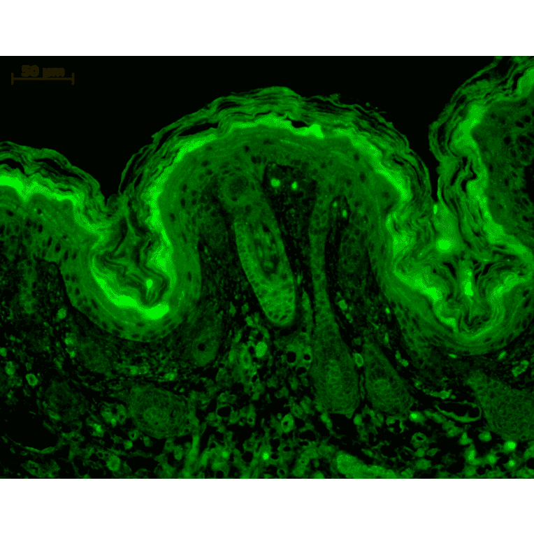 Immunohistochemistry - Anti-CaMKII alpha Antibody [6G9] (A305083) - Antibodies.com