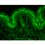 Immunohistochemistry - Anti-CaMKII alpha Antibody [6G9] (A305083) - Antibodies.com