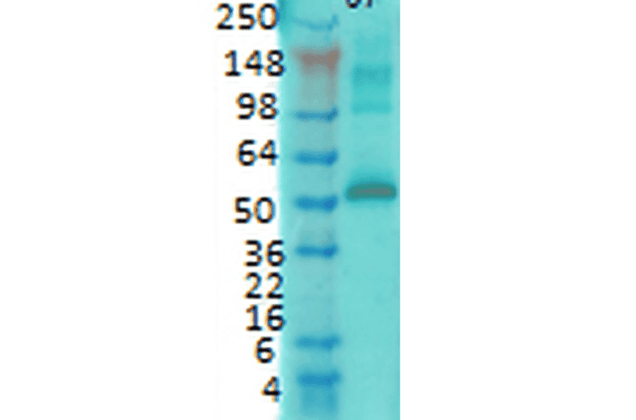 Western Blot - Anti-CaMKII alpha Antibody [6G9] (A305083) - Antibodies.com