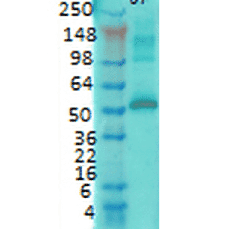 Western Blot - Anti-CaMKII alpha Antibody [6G9] (A305083) - Antibodies.com