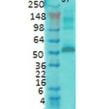 Western Blot - Anti-CaMKII alpha Antibody [6G9] (A305083) - Antibodies.com