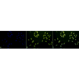 Immunocytochemistry/Immunofluorescence - Anti-P70 S6 Kinase beta / SRK Antibody (A305084) - Antibodies.com