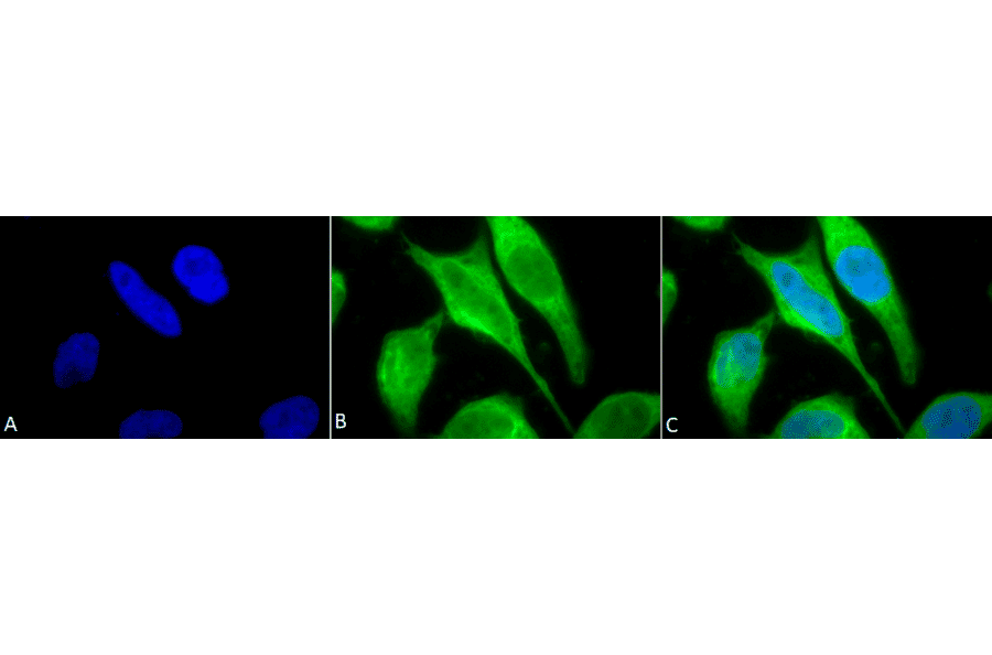 Immunocytochemistry/Immunofluorescence - Anti-P70 S6 Kinase beta / SRK Antibody (A305084) - Antibodies.com