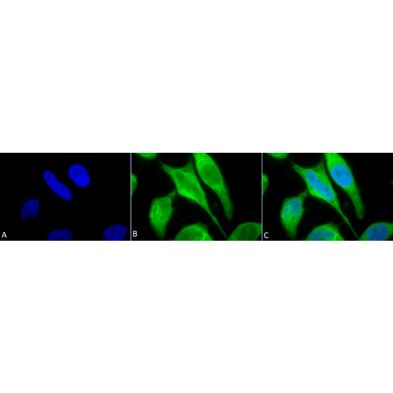 Immunocytochemistry/Immunofluorescence - Anti-P70 S6 Kinase beta / SRK Antibody (A305084) - Antibodies.com