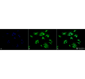 Immunocytochemistry/Immunofluorescence - Anti-RSK1 p90 Antibody (A305085) - Antibodies.com
