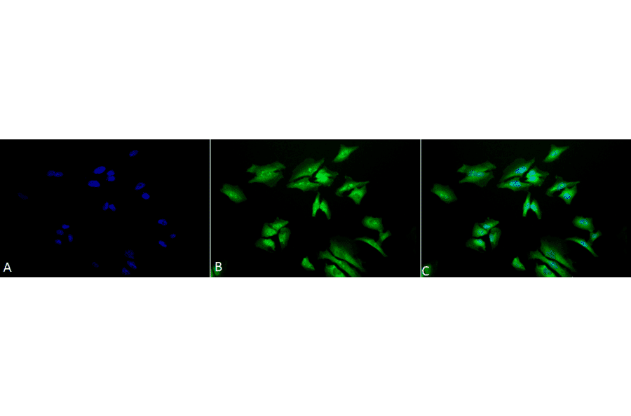 Immunocytochemistry/Immunofluorescence - Anti-RSK1 p90 Antibody (A305085) - Antibodies.com