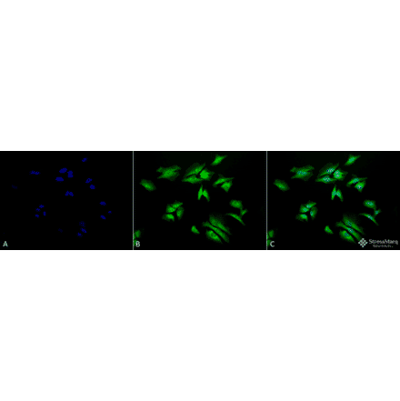 Immunocytochemistry/Immunofluorescence - Anti-RSK1 p90 Antibody (A305085) - Antibodies.com