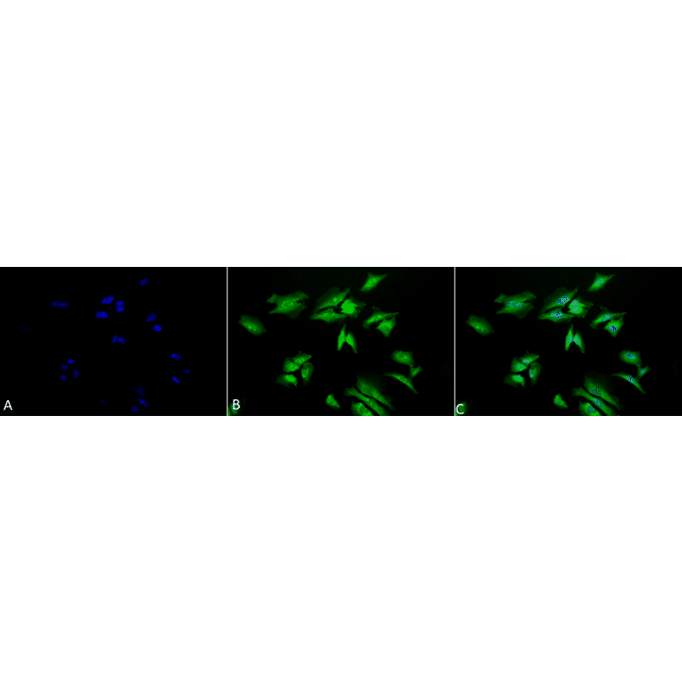 Immunocytochemistry/Immunofluorescence - Anti-RSK1 p90 Antibody (A305085) - Antibodies.com