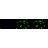 Immunocytochemistry/Immunofluorescence - Anti-RSK1 p90 Antibody (A305085) - Antibodies.com