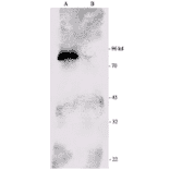 Western Blot - Anti-RSK1 p90 Antibody (A305085) - Antibodies.com