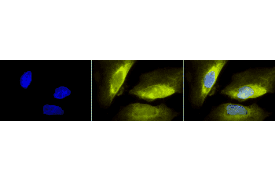 Immunocytochemistry/Immunofluorescence - Anti-RSK1 p90 Antibody (A305085) - Antibodies.com