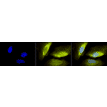 Immunocytochemistry/Immunofluorescence - Anti-RSK1 p90 Antibody (A305085) - Antibodies.com