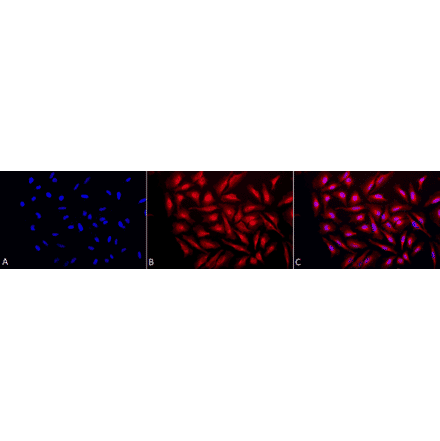 Immunocytochemistry/Immunofluorescence - Anti-GRP94 Antibody (A305086) - Antibodies.com