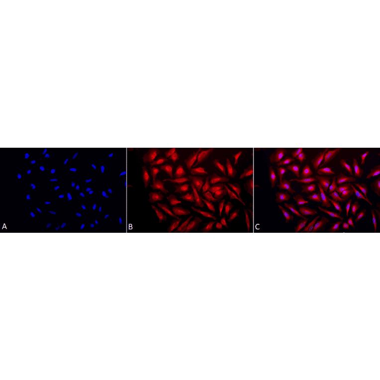 Immunocytochemistry/Immunofluorescence - Anti-GRP94 Antibody (A305086) - Antibodies.com