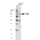 Western Blot - Anti-GRP94 Antibody (A305086) - Antibodies.com