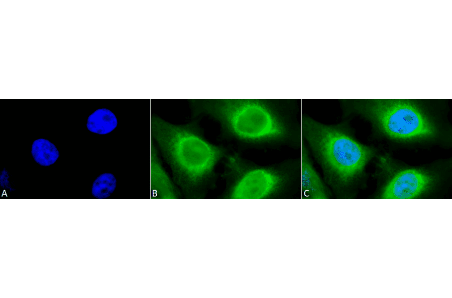 Immunocytochemistry/Immunofluorescence - Anti-GRP94 Antibody (A305086) - Antibodies.com