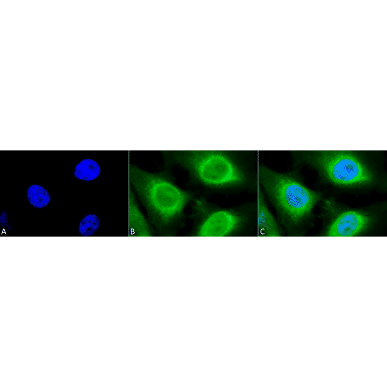 Immunocytochemistry/Immunofluorescence - Anti-GRP94 Antibody (A305086) - Antibodies.com