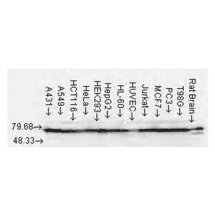 Western Blot - Anti-HSP70 Antibody [N27F3-4] (A305087) - Antibodies.com