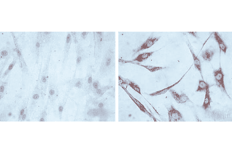 Immunocytochemistry/Immunofluorescence - Anti-HSP60 Antibody [LK1] (A305088) - Antibodies.com