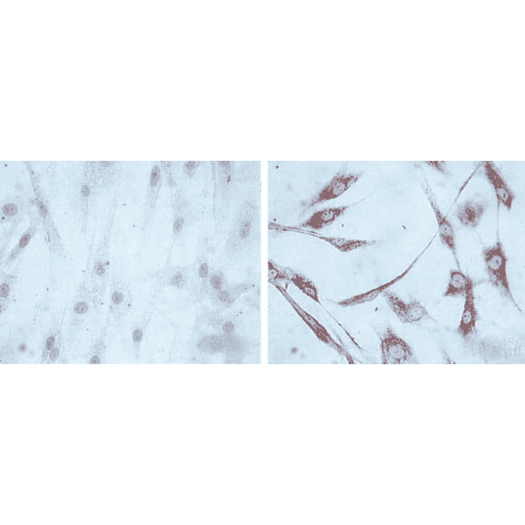 Immunocytochemistry/Immunofluorescence - Anti-HSP60 Antibody [LK1] (A305088) - Antibodies.com