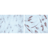 Immunocytochemistry/Immunofluorescence - Anti-HSP60 Antibody [LK1] (A305088) - Antibodies.com