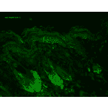Immunohistochemistry - Anti-HSP60 Antibody [LK1] (A305088) - Antibodies.com