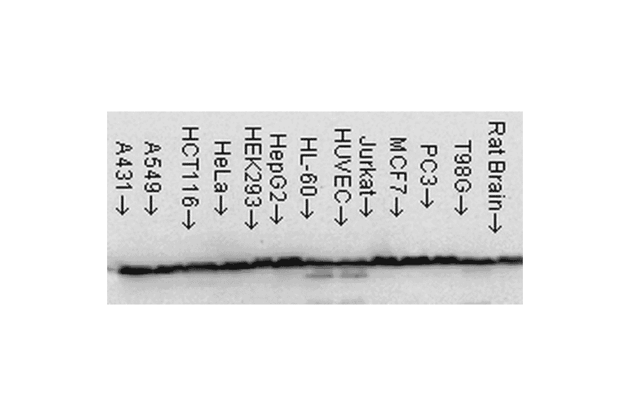 Western Blot - Anti-HSP60 Antibody [LK1] (A305088) - Antibodies.com