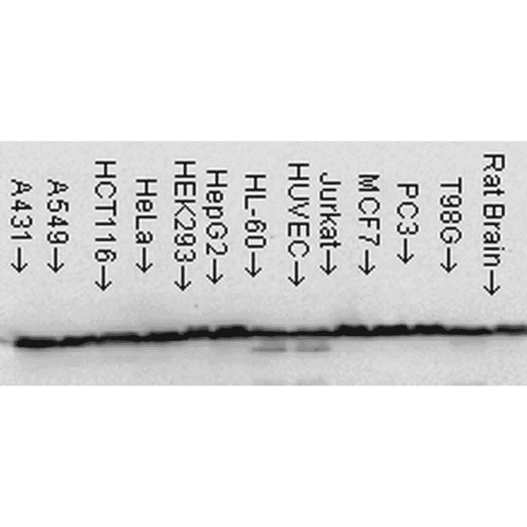 Western Blot - Anti-HSP60 Antibody [LK1] (A305088) - Antibodies.com