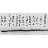 Western Blot - Anti-HSP60 Antibody [LK1] (A305088) - Antibodies.com