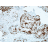 Immunohistochemistry - Anti-HSP60 Antibody [LK1] (A305088) - Antibodies.com