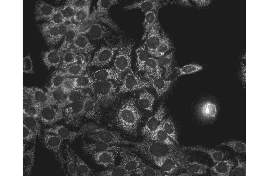 Immunocytochemistry/Immunofluorescence - Anti-HSP60 Antibody [LK1] (A305088) - Antibodies.com