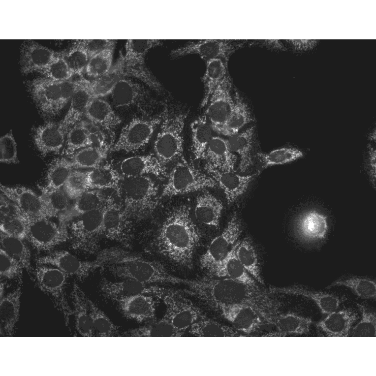 Immunocytochemistry/Immunofluorescence - Anti-HSP60 Antibody [LK1] (A305088) - Antibodies.com