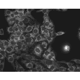 Immunocytochemistry/Immunofluorescence - Anti-HSP60 Antibody [LK1] (A305088) - Antibodies.com