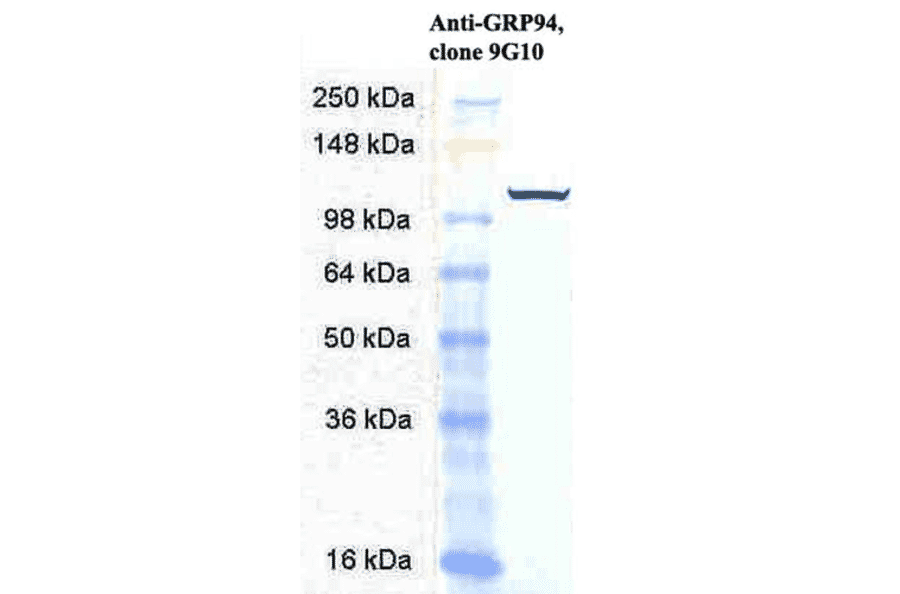 Western Blot - Anti-GRP94 Antibody [9G10] (A305089) - Antibodies.com