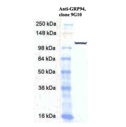 Western Blot - Anti-GRP94 Antibody [9G10] (A305089) - Antibodies.com