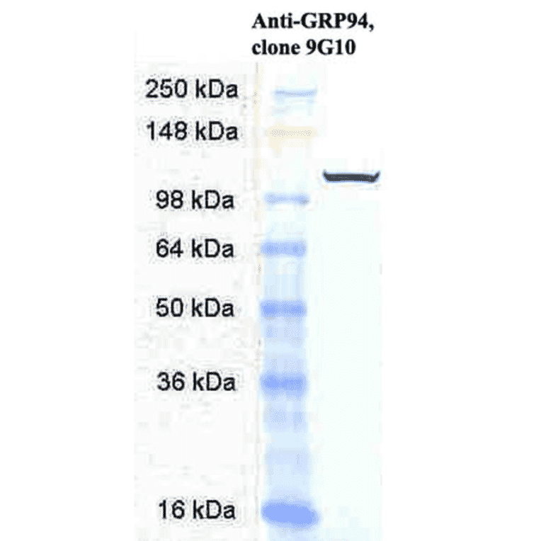 Western Blot - Anti-GRP94 Antibody [9G10] (A305089) - Antibodies.com