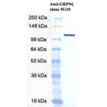 Western Blot - Anti-GRP94 Antibody [9G10] (A305089) - Antibodies.com