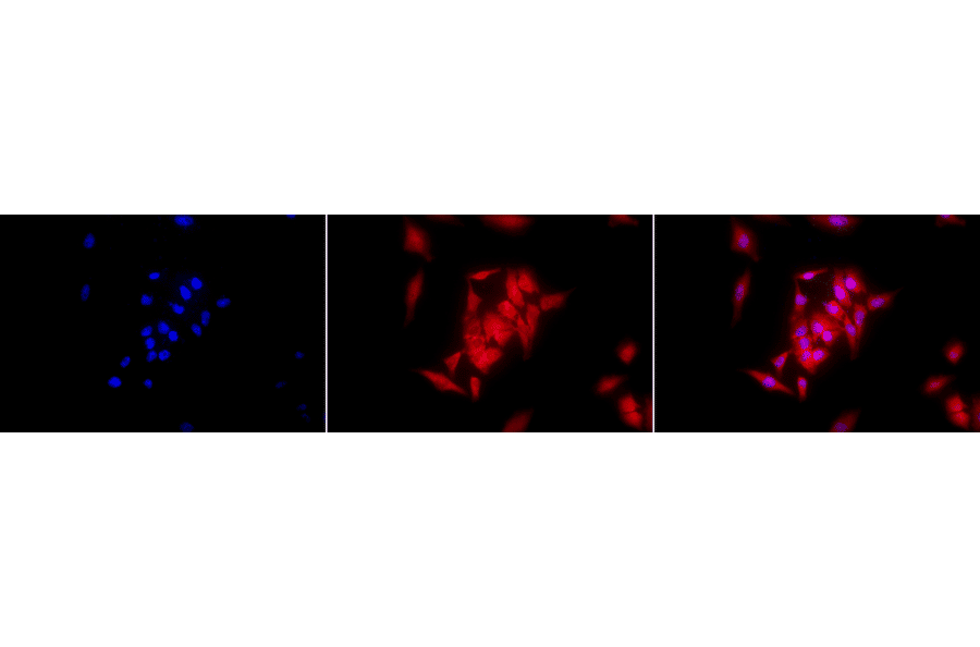 Immunocytochemistry/Immunofluorescence - Anti-GRP94 Antibody [9G10] (A305089) - Antibodies.com