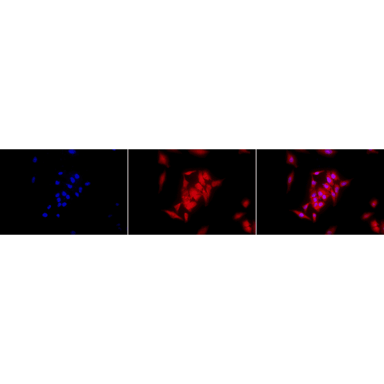 Immunocytochemistry/Immunofluorescence - Anti-GRP94 Antibody [9G10] (A305089) - Antibodies.com