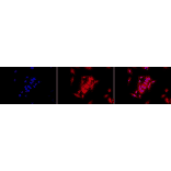Immunocytochemistry/Immunofluorescence - Anti-GRP94 Antibody [9G10] (A305089) - Antibodies.com