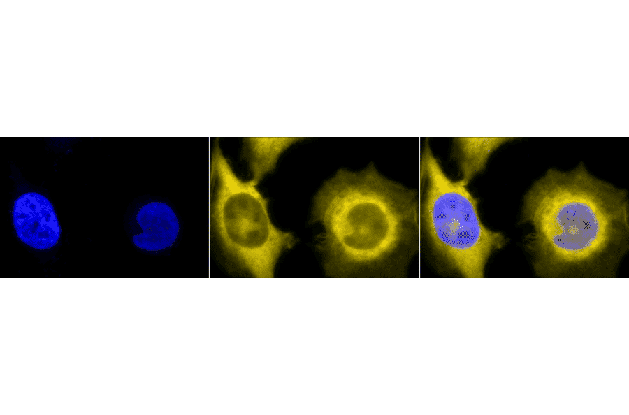 Immunocytochemistry/Immunofluorescence - Anti-GRP94 Antibody [9G10] (A305089) - Antibodies.com