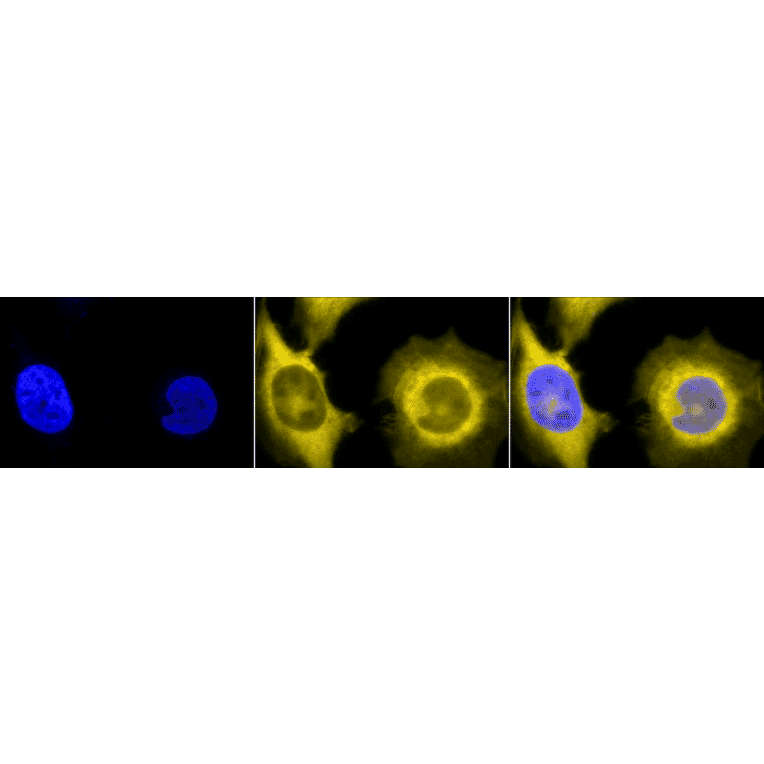 Immunocytochemistry/Immunofluorescence - Anti-GRP94 Antibody [9G10] (A305089) - Antibodies.com