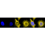 Immunocytochemistry/Immunofluorescence - Anti-GRP94 Antibody [9G10] (A305089) - Antibodies.com