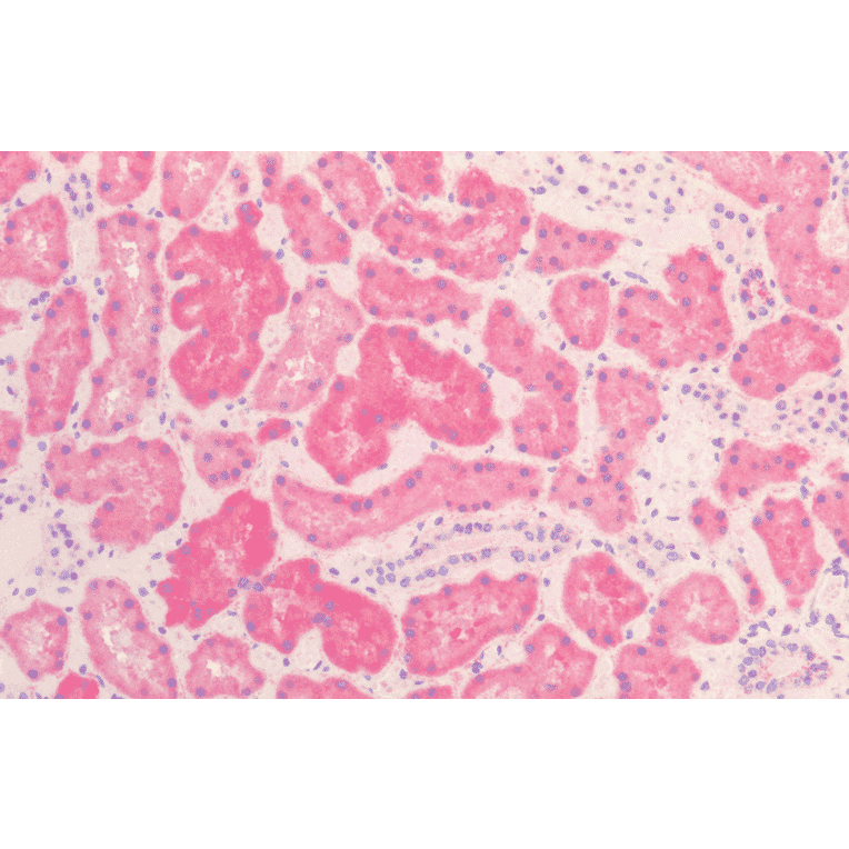 Immunohistochemistry - Anti-HSP60 Antibody [LK2] (A305090) - Antibodies.com